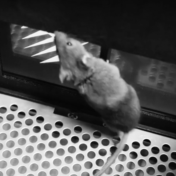 RoCRIC Feature Rodent Interacting with Touchscreen